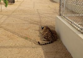 Bahria Town Karachi Night Safari Zoo Pictures 2