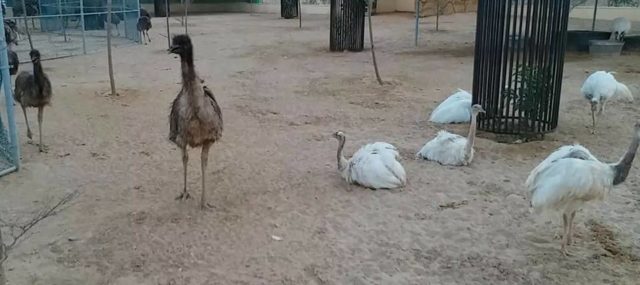 Bahria Danzoo Karachi Pictures 7