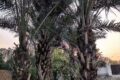 IMG 20260509 WA0014